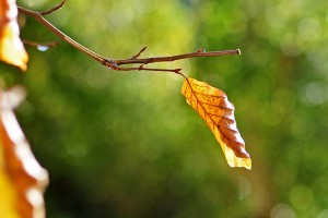 Passive Income and Pageviews - October 2014 - Leaf in Fall