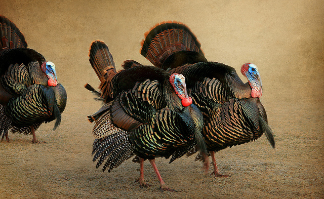 Passive Income and Pageviews - November 2014 - Turkeys Marching